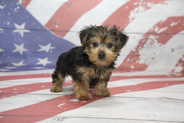 Yorkshire Terrier on American flag background