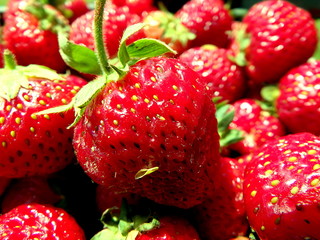 fresh ripe garden strawberries, Red garden strawberries,