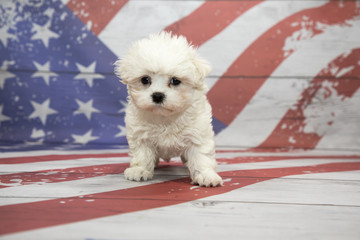 Maltese on American flag background
