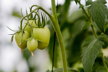 PLANTAÇÃO DE TOMATES