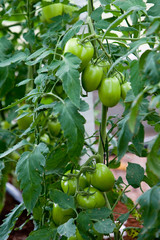 PLANTAÇÃO DE TOMATES
