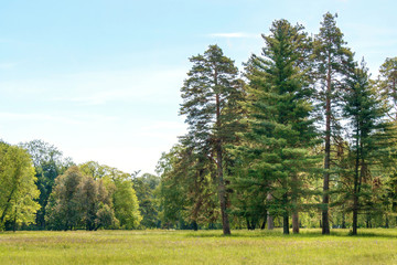 Fototapeta na wymiar pine trees on a glade in the arboretum