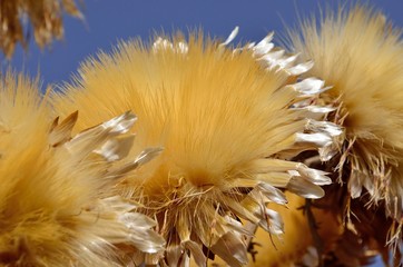 Dry flower head of wild artichoke, mid summer