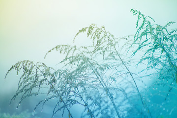 summer and spring border template herbal background In gently blue tones. Plant in raindrops on a blurred background. 
