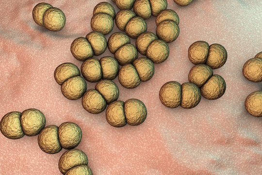 Bacteria Neisseria meningitidis, or meningococcus, 3D illustration. Bacteria which cause meningitis