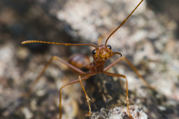 red ant opening the mouth show the fang on tree bark.