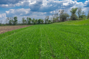 Spring landscape with an agricultural crops field before thunderstorm