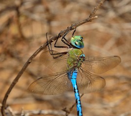 Fascinating blue dragonfly in foreground, Anax imperator