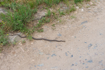 Dice snake (Natrix tessellata) trying to warm its body on a stone road
