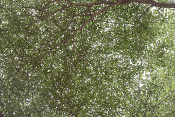 Obraz premium Green leaf / View of green leaf on tree.
