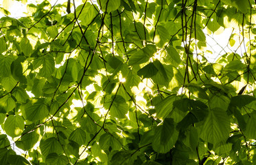 Sunlight Behind Leafs