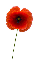 poppy. red poppy isolated on white background.red poppy.