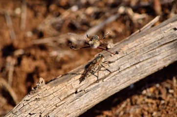 Courtship ritual of robber flies, in flight