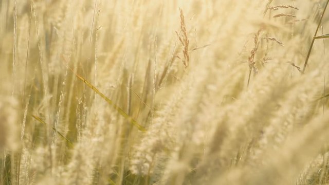Dry feather grass in the sun lights in the summer sunset swinging in the wind. Small depth of field