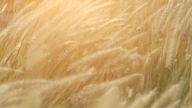 Dry feather grass in the sun in the summer evening swinging in the wind. Small depth of field