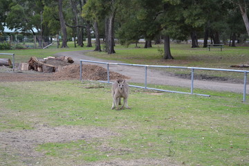 kangaroo