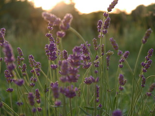 Lavendel