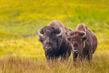 Buffalo Pair #2