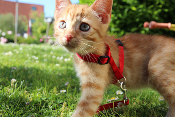 cute red kitten on a leash