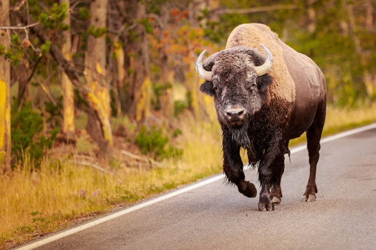Buffalo on the Road