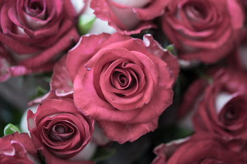 Bouquet of fresh roses, flower bright background, close-up