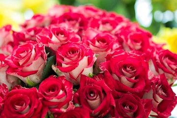 Bouquet of fresh roses, flower bright background, close-up