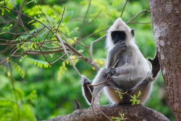 Sri Lanka