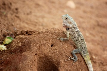 Sri Lanka