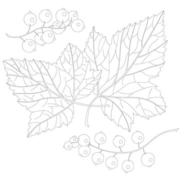 currant and leaves