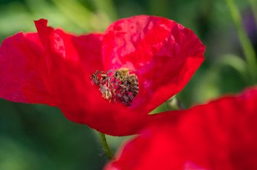 Flower and Bees. Bee pollinating red poppy flowers on meadow in spring