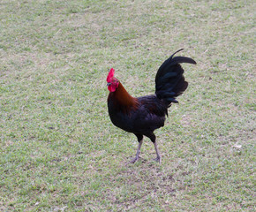 Coq