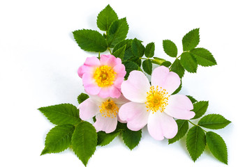 pink wild rose or dogrose flowers with leafs. white background © sasapanchenko