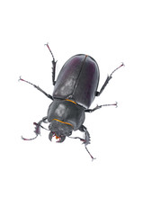 Stag Beetle Bug. Female stag-beetle . Hi resolution studio photography
