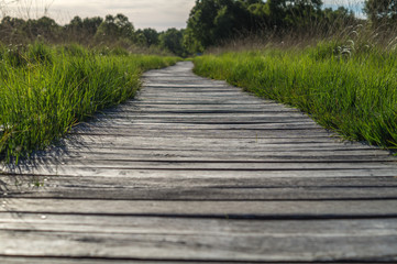Fototapeta na wymiar wooden pathway through a swamp in germany