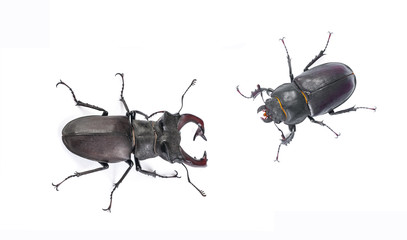 Male and female stag beetle. Close-up view isolated on white background. Hi resolution studio photography