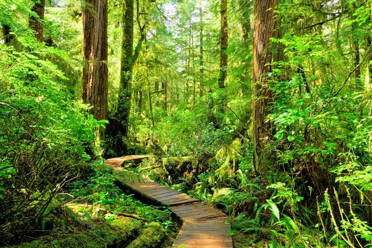 Fototapeta Hiking trail through the rainforest of Pacific Rim National Park, Vancouver Island, BC, Canada