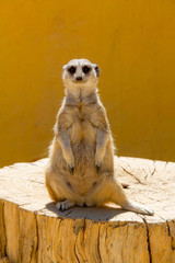 suricate