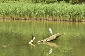 Canards et pélican en milieu sauvage au grand étang du domaine de Mariemont à Morlanwelz 