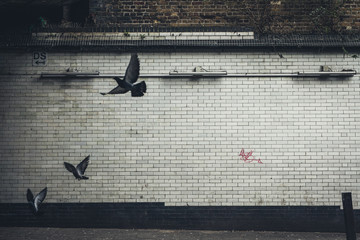 Pigeons across a wall in London