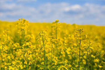 Obraz premium yellow rape field under a blue cloudy sky