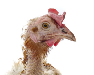 hen from caged  farming - animal protection concept