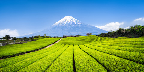 Fototapeta premium Mount Fuji mit Teefeldern w Shizuoka, Japonia