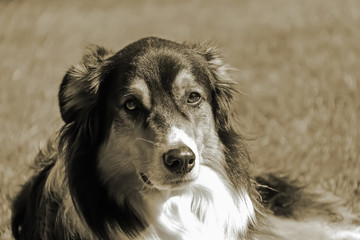 black and white english sheperd