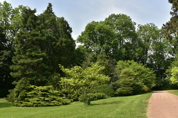 Différents arbres à l'arboretum du domaine de Mariemont à Morlanwelz 