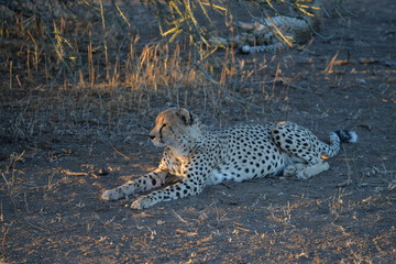 Gepard