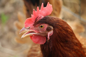 portrait de poule