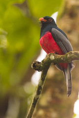 Loro Tropical