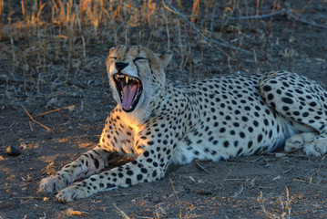 Gepard