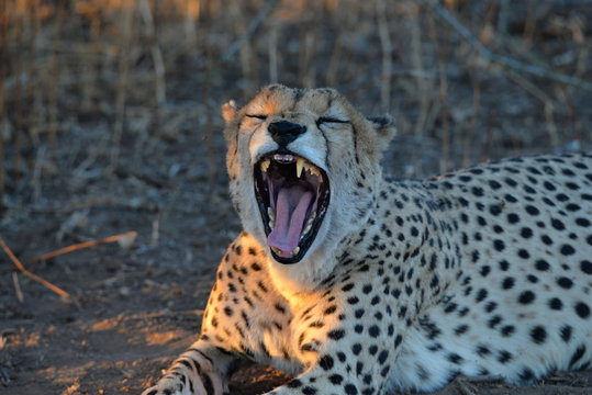 Gepard