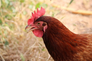 magnifique poule de profil